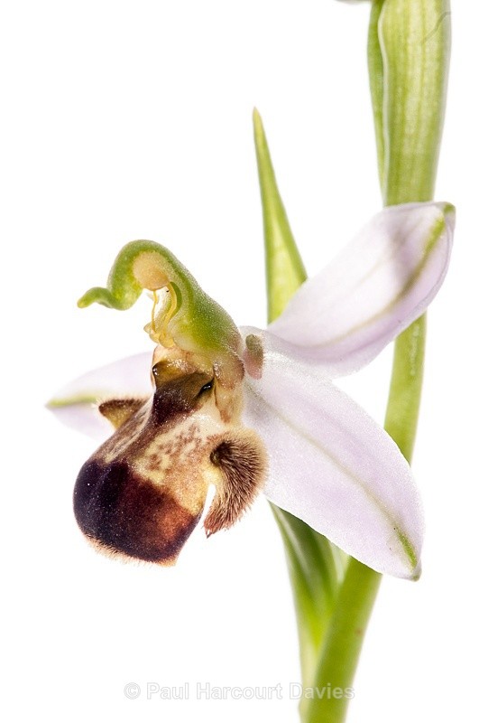  - WB: Orchids - Ophrys