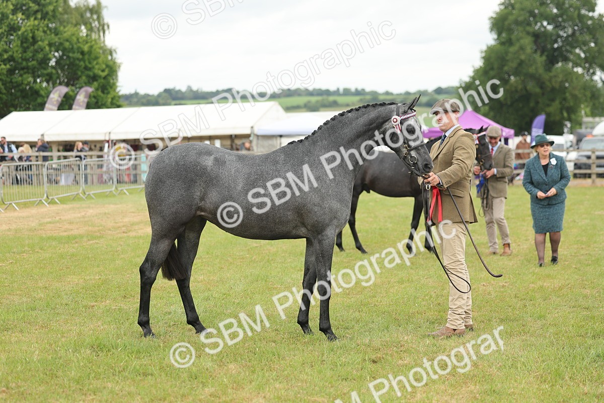 SBM_05502 - Class 68-73 - Riding Pony Breeding