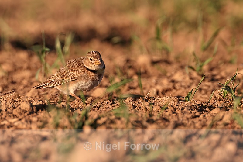 Calandra Lark forages in field, Montgai, Spain - Calandra Lark