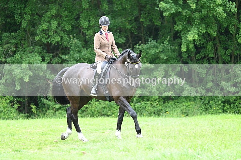 WJ7_4101 - Class 14A Handsome Gelding