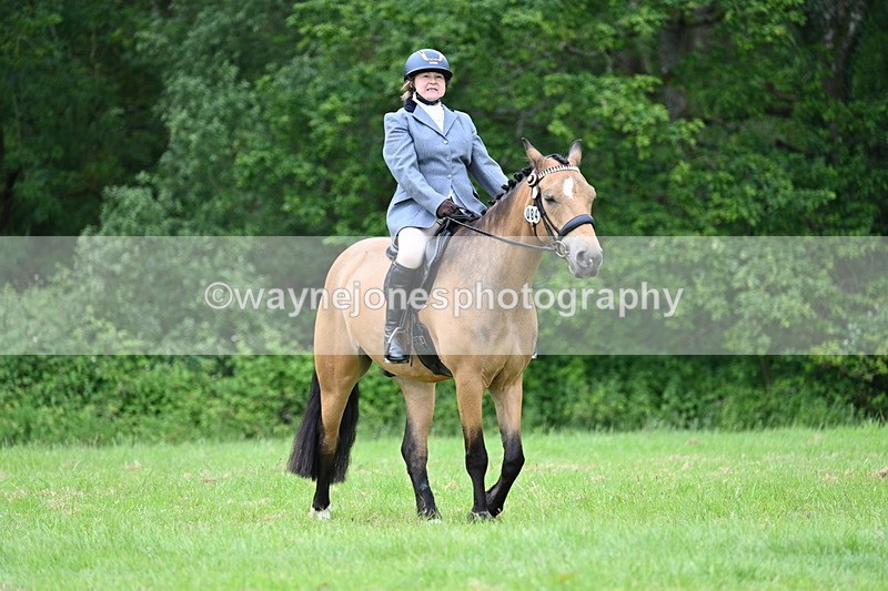 WJ7_4291 - Class 14A Handsome Gelding