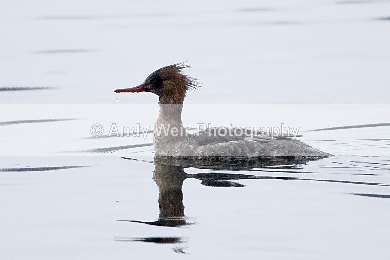 20120120-_MG_8338 - Mergansers & Goosanders