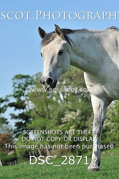 DSC_2871 - ARCHIVE REQUEST - Quincy and Guinness