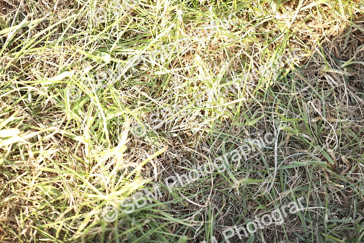 SBM_20219
