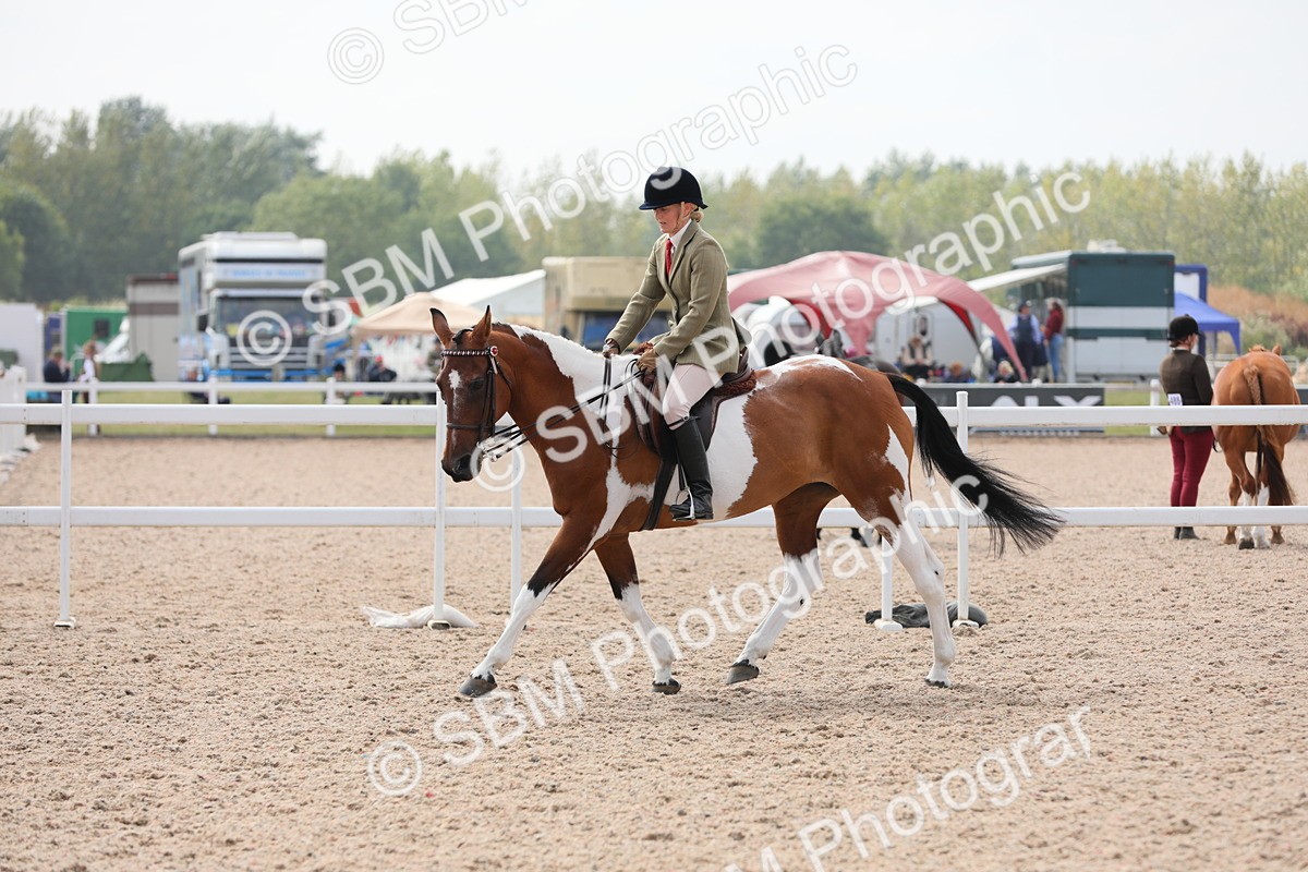 SBM_13420 - Class 308 Ridden Coloured Horse