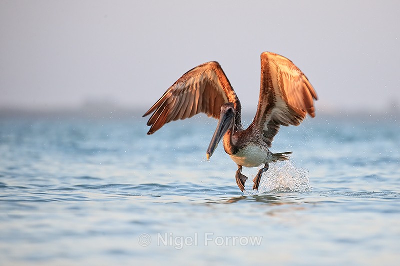 Brown Pelican cranks up, Sanibel Island, Florida - Brown Pelican