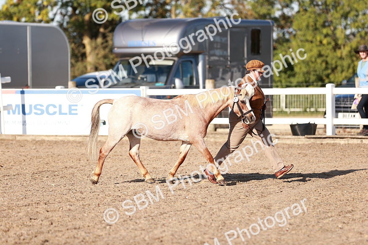 SBM_11384 - Class 402 - IH  Veteran pony