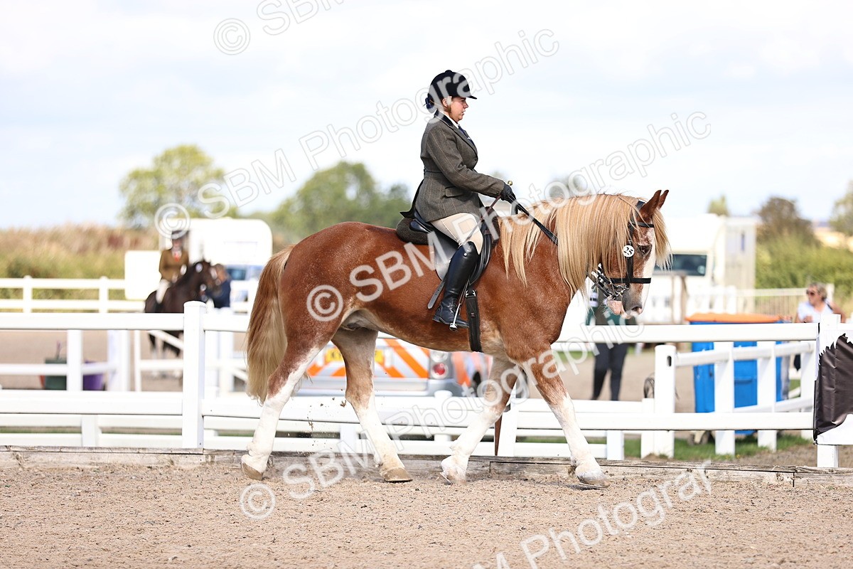 SBM_14358 - Class 412 - Handsomest Gelding (IH or Ridden)Adult