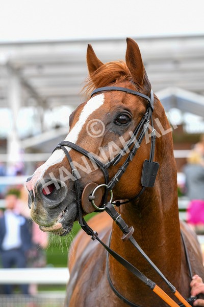 150723-Race 7-Roundhay Park-0799 - Race 7 5.30 pm John Smith's Sprint Handicap