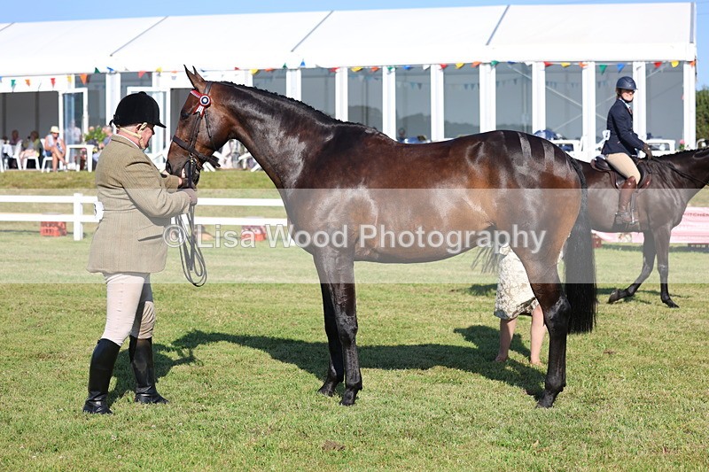 3E7A5631 - Class 2: Rising Star Large Hack/Riding Horse