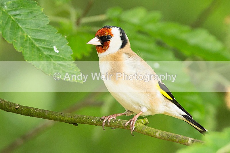 20140518-3K8A1509 - Goldfinch