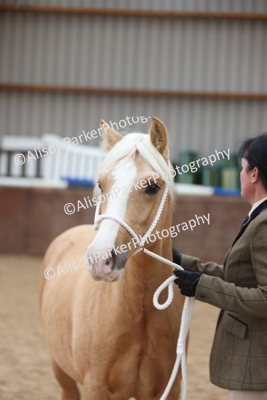 20251109-0852 - Class 25 - Yearling, Colt, Filly or Gelding