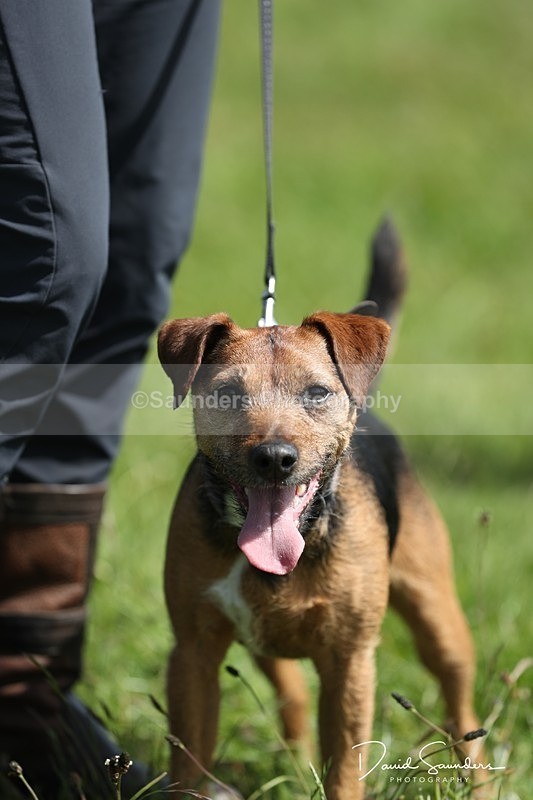 SPXX0548 - Dog show
