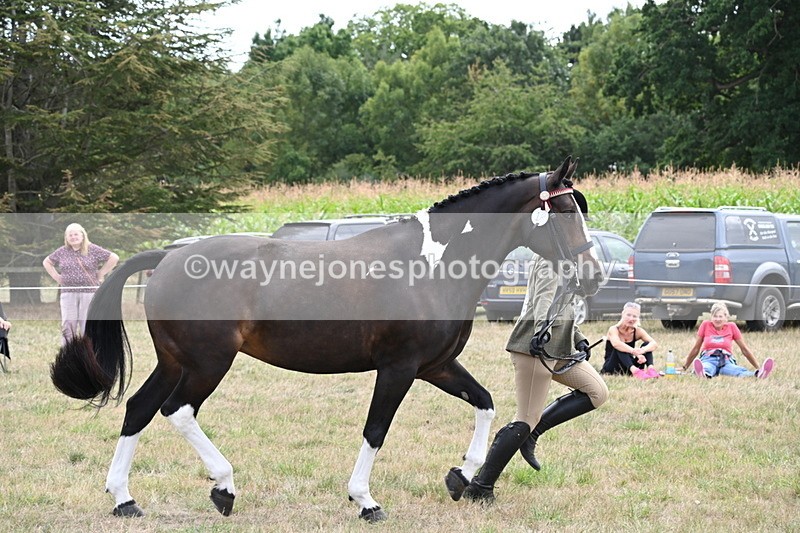 WJ6_6238 - Class 19 In-hand Veterans (Uploaded correct folder)