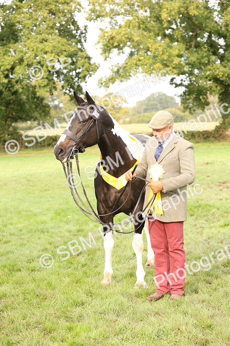 SBM_56826 - S54 - Piebald & Skewbald Horse In Hand
