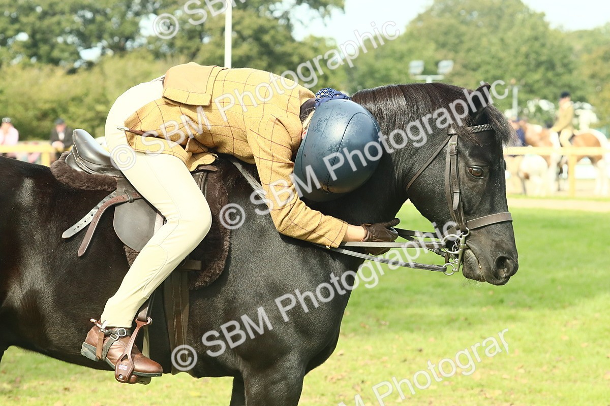 SBM_66723 - S34 - Rehabilitated Rescue Horse & Pony In Hand & Ridden