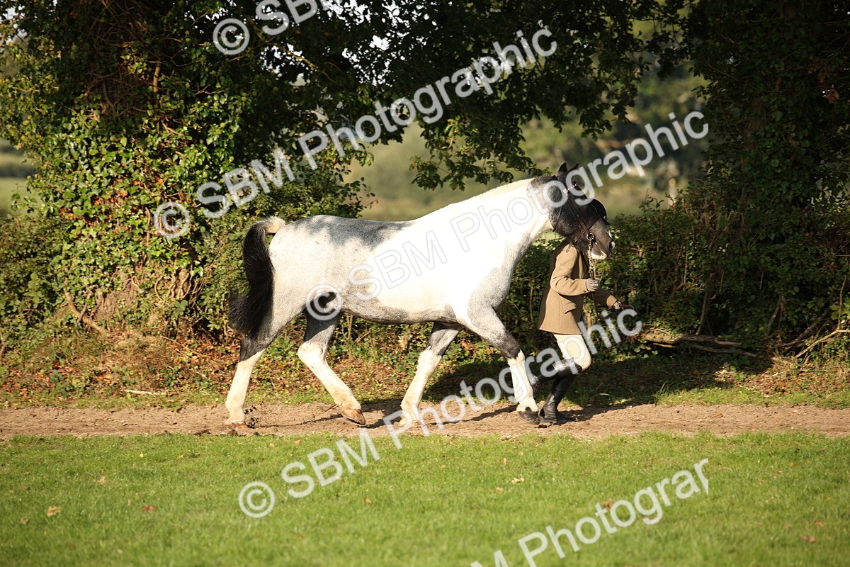SBM_58661 - S51 - Piebald & Skewbald Horse In Hand