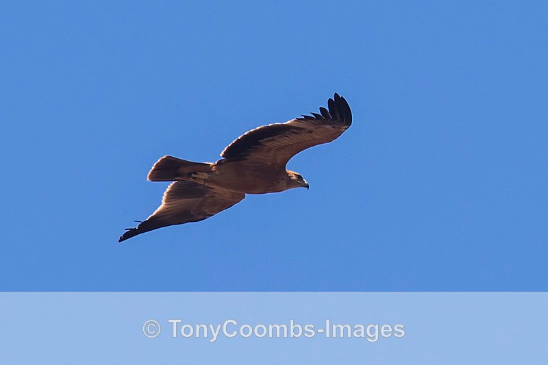 Spanish Imperial Eagle  (juv) - Spain  2016