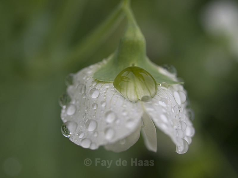  - After the rain