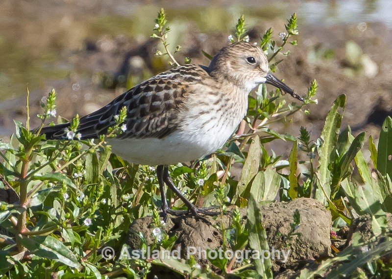 Astland Photography, Bird and Wildlife Images, Susan and Peter Wilson, U.K.