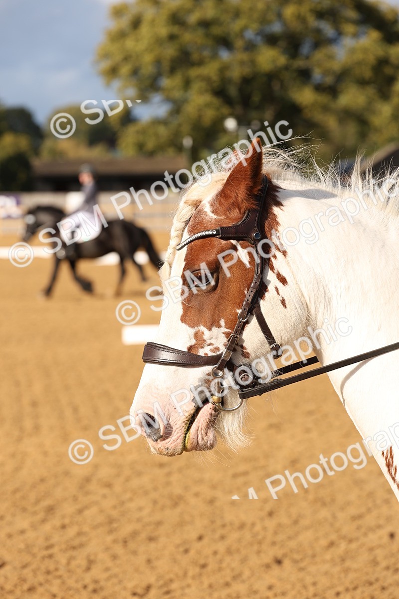 SBM_50515 - D12 - Small Tour Championship prelim 2