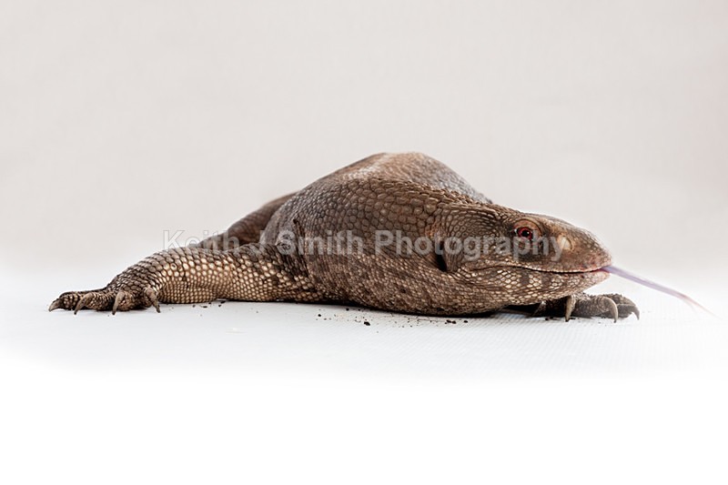 1SKJ7356 - Roaming Reptile Show