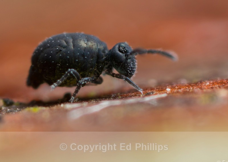 Sminthurinus niger - Sminthurinus niger