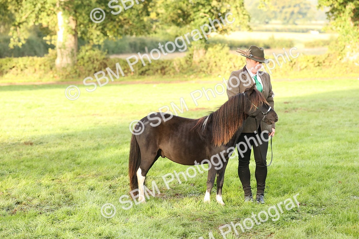 SBM_54435 - S51 - Foreign Breeds In Hand