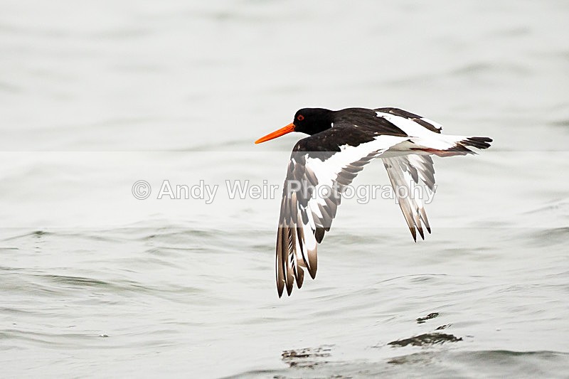 20130930-3K8A6384 - Oyster Catcher