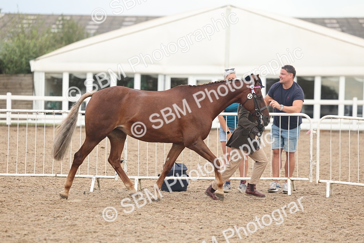 SBM_08440 - Class 29 - IH Veteran Pony