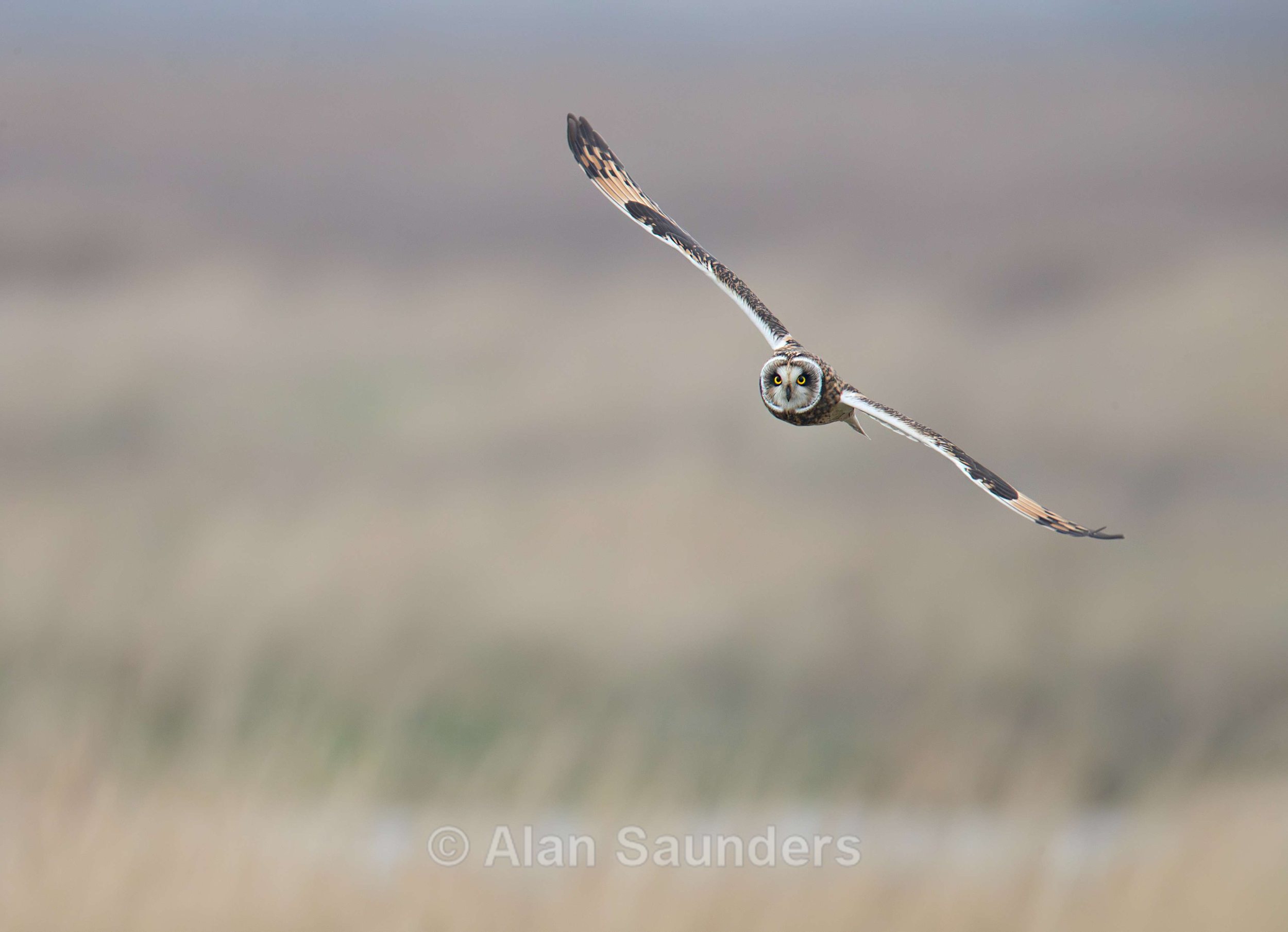 Short Eared Owl