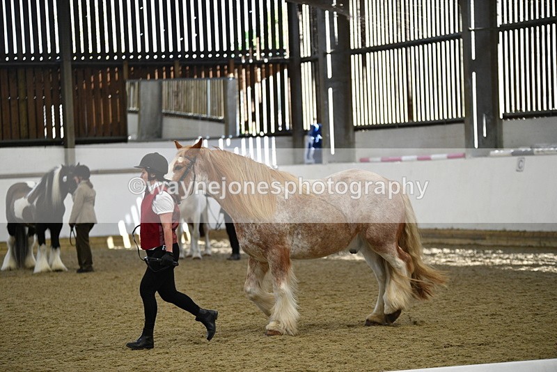 WJ5_4765 - Class 7 In hand coloured / odd coloured