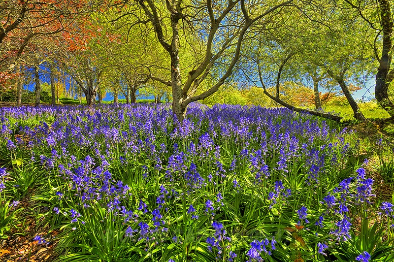 Mt Lofty Blue Bells. - TREES, FLOWERS AND PLANT PHOTOS