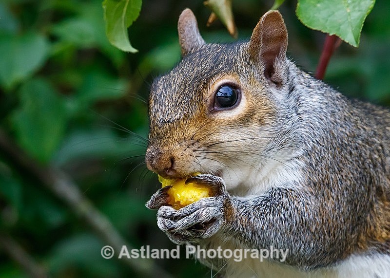 Astland Photography, Bird and Wildlife Images, Susan and Peter Wilson, U.K.