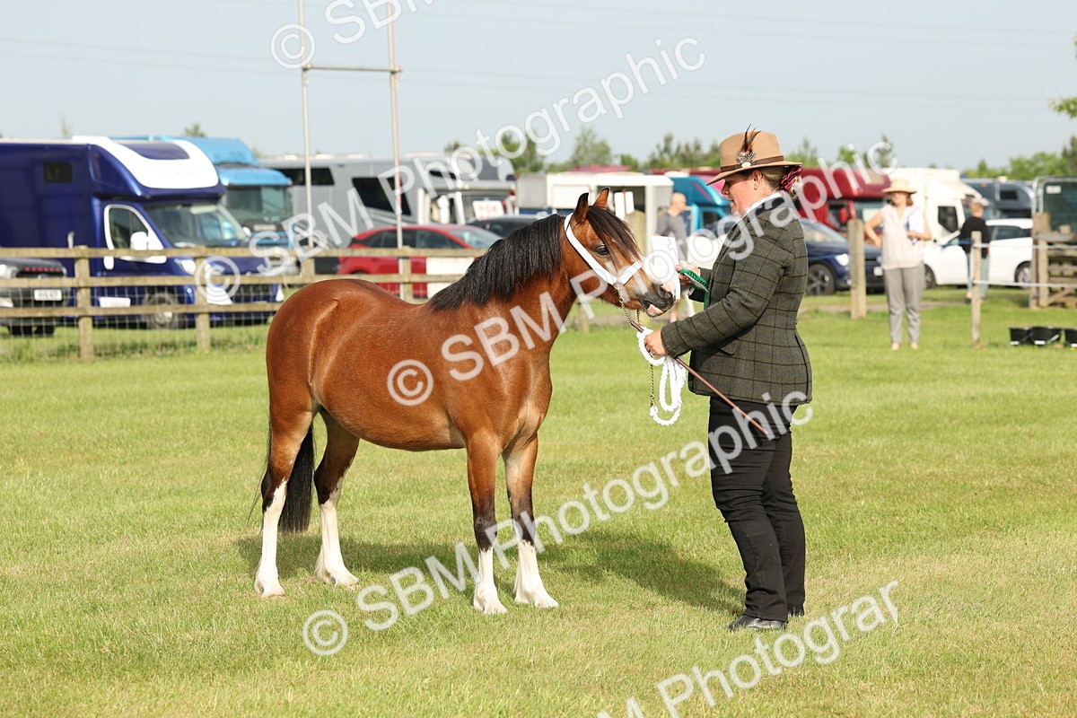 SBM_00454 - Class 6-13 - Mountatin and Moorland In Hand Welsh Breeds