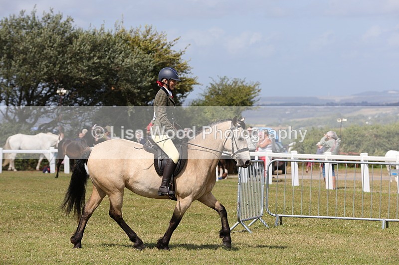 1X9A5547 - Class 38: NPS Novice Ridden Small and Large Breeds