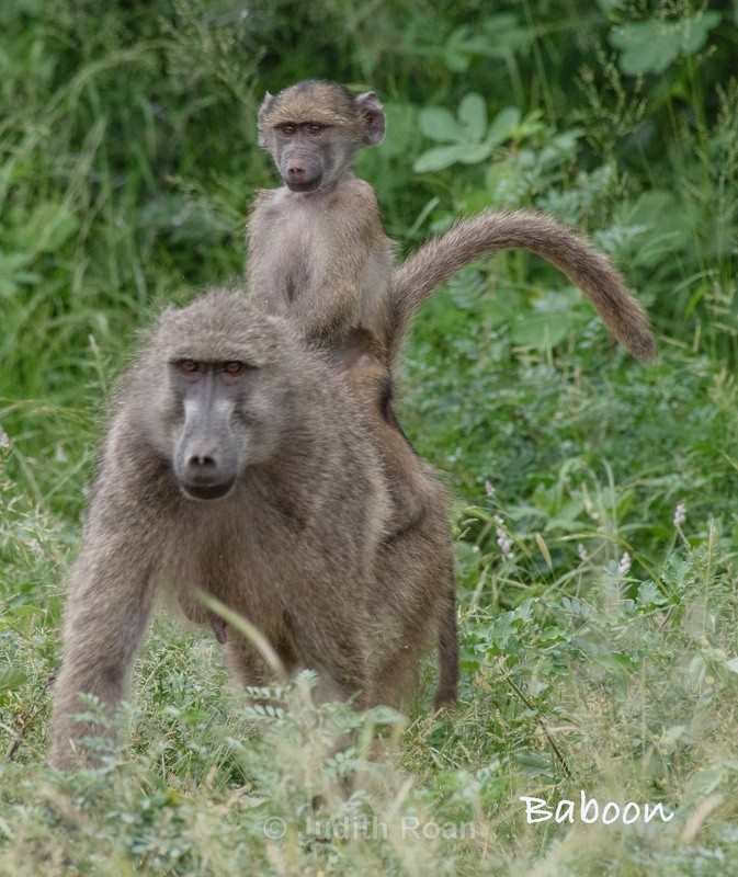  - South Africa Birds and Mammals