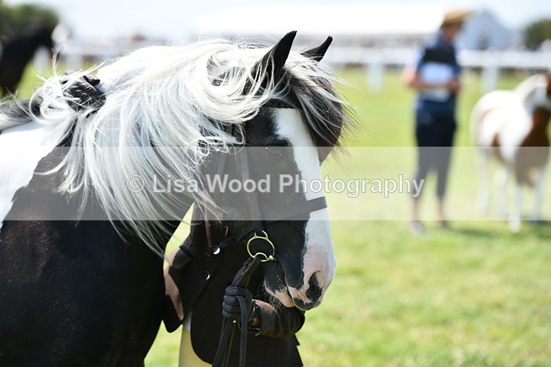 DSC_7682 - Class 64: Coloured Pony 4yrs & over