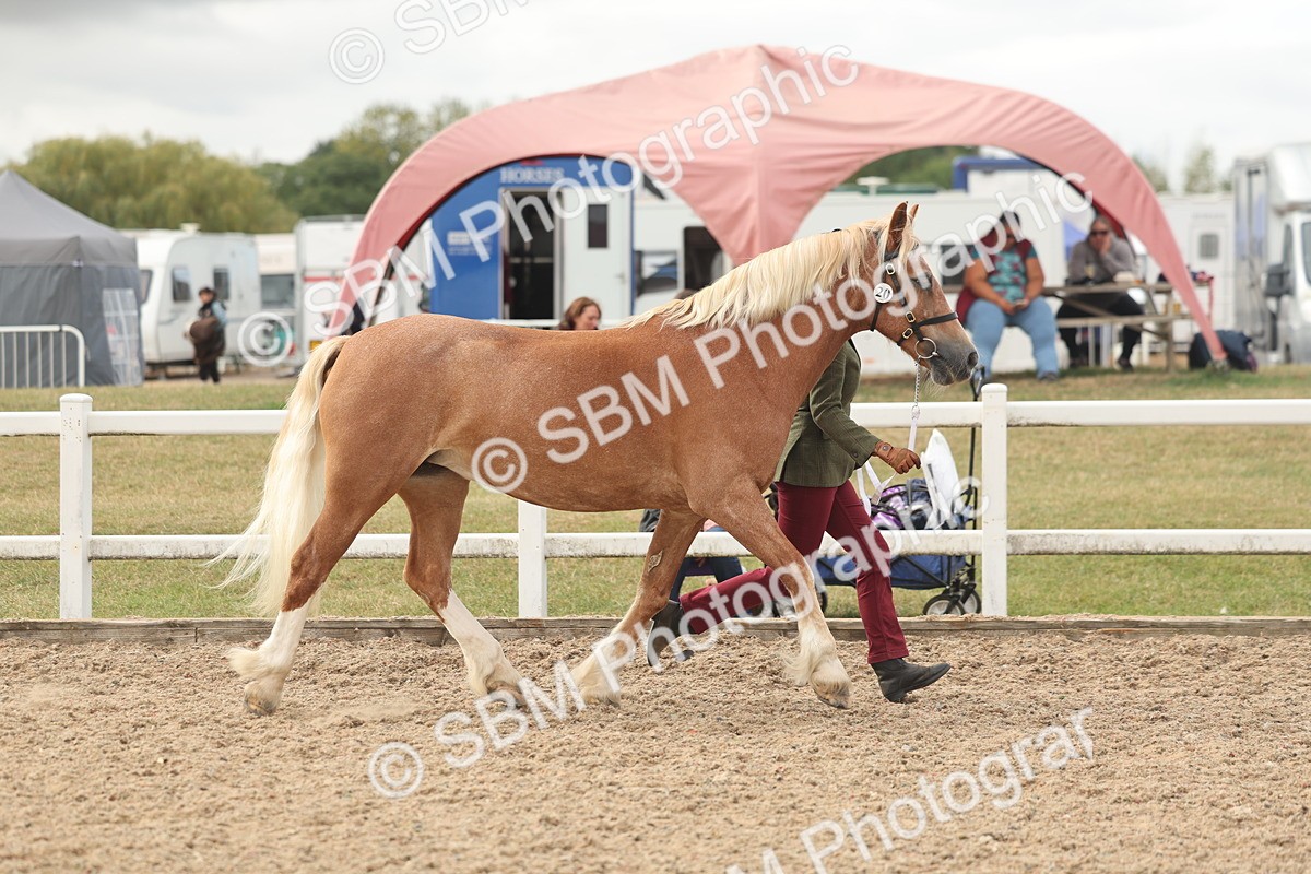 SBM_03188 - Class 16 - IH M&M Wildcard