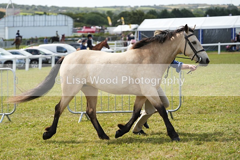 DSC05681 - Class 51: NPS M&M 4 years and over Large Breeds