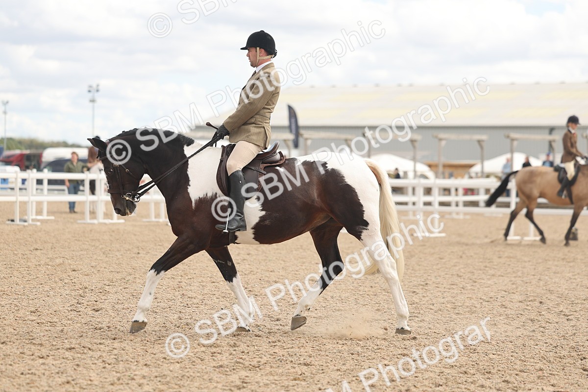 SBM_14766 - Class 308 - Ridden Coloured Horse