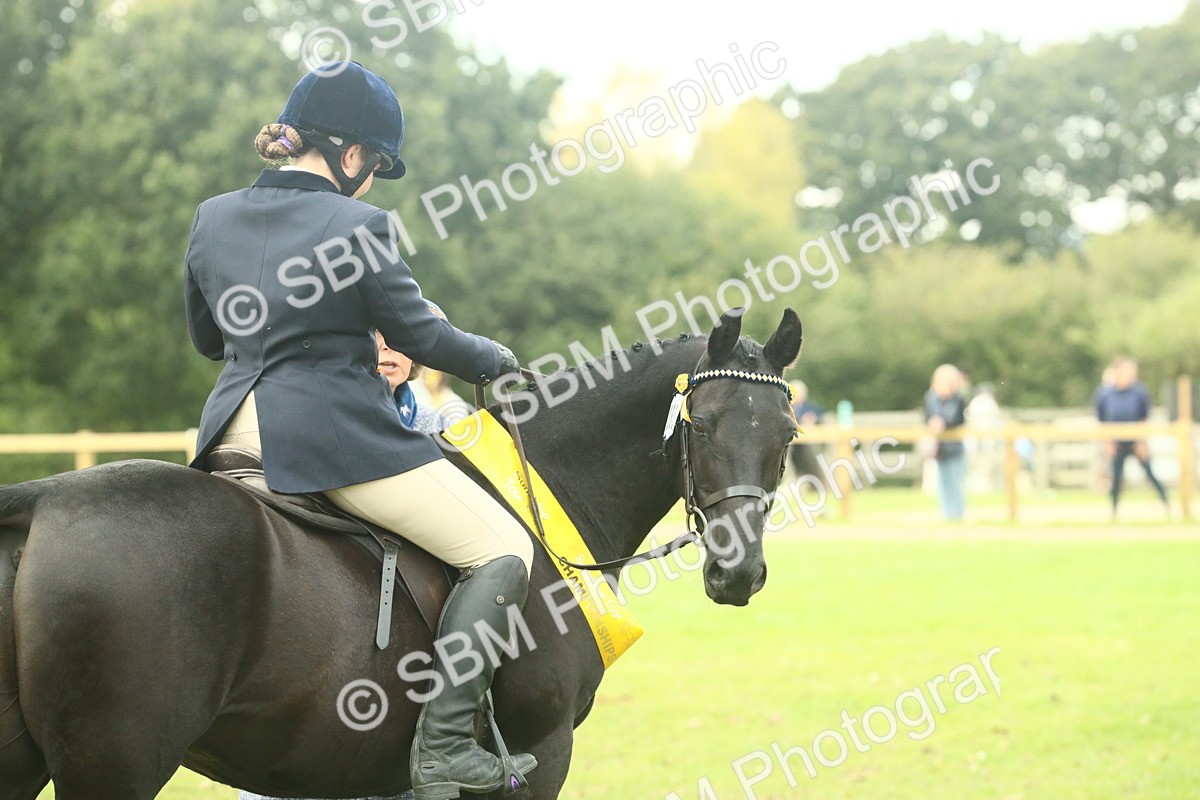 SBM_74118 - S 61 - Show Pony & Show Hunter Pony Ridden