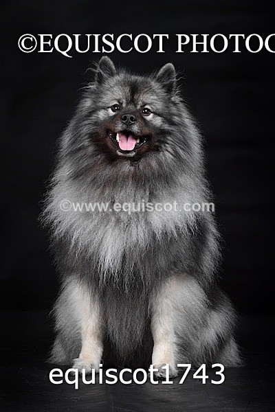 equiscot1743 - HONEY & SHADOW