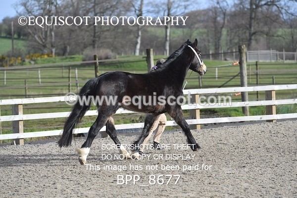 BPP_8677 - RING 2 - M&M