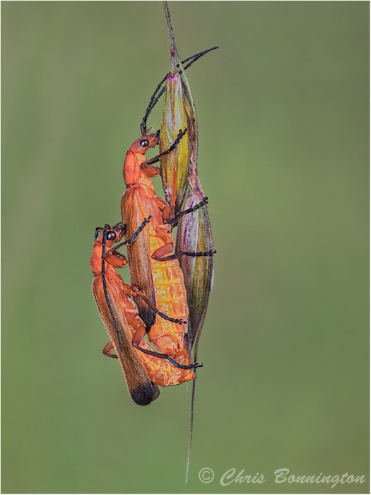 Red Soldier Beetles Mating - Wee Beasties