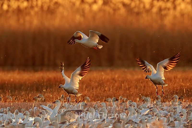 Snow Geese, backlit take-off, Bosque del Apache, New Mexico - Snow Goose