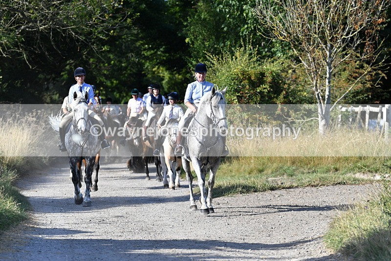 WJ5_4884 - Walk out with the hounds