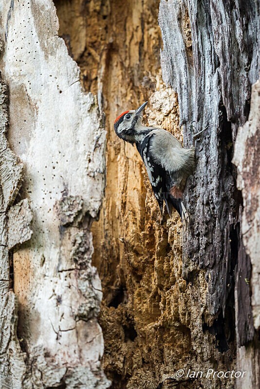 Great Spotted Woodpecker Fledgling 5 of 8 - Nature