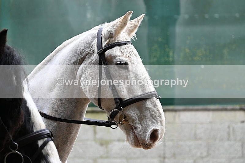 WJ7_8765 - Berks & Bucks - Rowles Farm 15-02-26