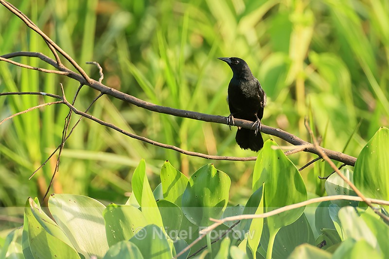 Unicolored Blackbird (male), Corixo Negro, Mato Grosso, Brazil - Unicolored Blackbird